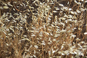 img/photography/niroomand_photography_3